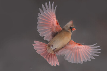 Male and Females Northern Cardinal in winter in intese cold