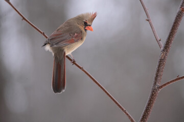 Male and Females Northern Cardinal in winter in intese cold