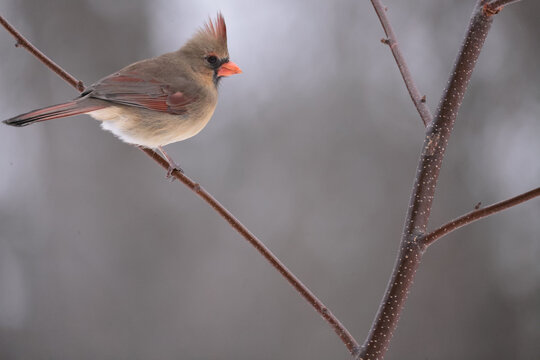 Male and Females Northern Cardinal in winter in intese cold