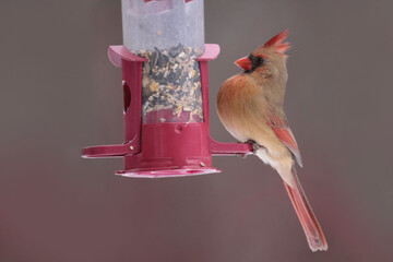 Male and Females Northern Cardinal in winter in intese cold