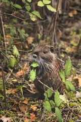 Baby Nutria Eating Blackberry Leaves  (Myocastor coypus)