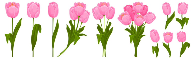 Fototapeta premium Set of pink tulips with leaves. Tulips arranged in bouquets and as individual flowers. Spring and summer garden flowers. Isolated vector illustration