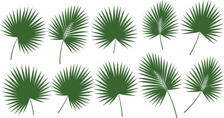 Collection of tropical palm leaf silhouettes featuring various fan shaped frond designs isolated on white background for exotic summer and botanical themes. © Hosneara