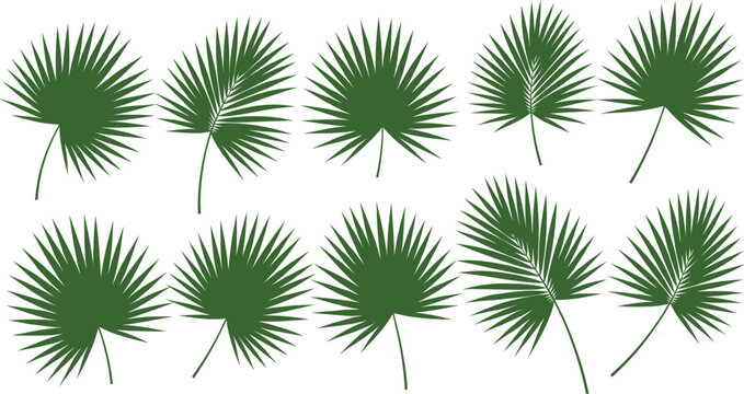 Collection of tropical palm leaf silhouettes featuring various fan shaped frond designs isolated on white background for exotic summer and botanical themes.