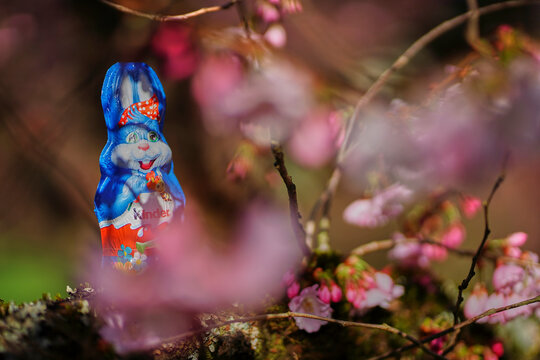 Easter and spring unite as a foil-wrapped Kinder chocolate bunny in front view stands among blooming cherry blossoms, creating a bright festive seasonal mood.