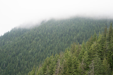 Foggy Forested Mountain Slope, Grouse Grind, Vancouver