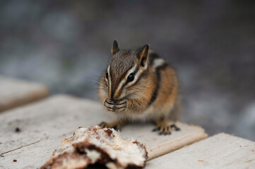 Chipmunk Eating on Wooden Surface