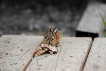 Chipmunk Eating on Wooden Surface