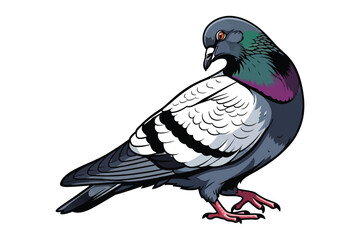Fototapeta premium Detailed Pigeon Illustration with Iridescent Neck