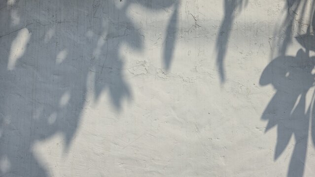 Leaves cast shadows on a white concrete wall, creating an abstract background of sunlight dappled through tree branches, creating a simple and modern nature pattern.