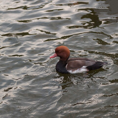 A wild duck with beautiful plumage on the lake