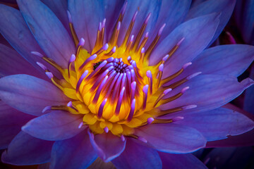 purple water lily close up macro image