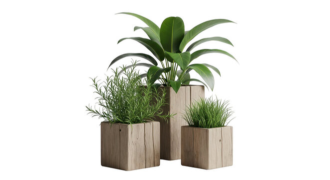 Three wooden planters with various green plants