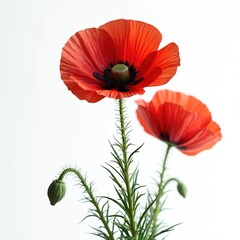 Obraz premium Bright red poppies with delicate petals and green stems grow against a clean white background. One unopened bud adds detail to this vibrant floral composition. Realistic detail shows plant life.