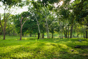 trees in the natural park landscape photograph