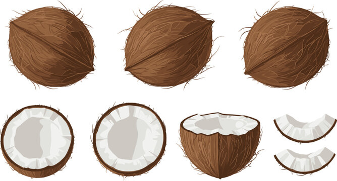 Hand drawn coconut vector collection featuring whole coconuts cracked halves and pieces with green palm leaves isolated on white background for tropical design.