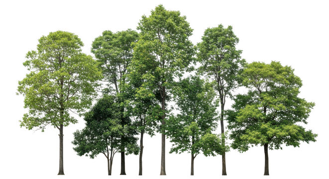 Group of tall green trees