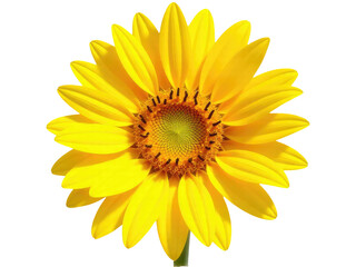 Fototapeta premium A bright and cheerful yellow flower sits on a clean white background, perfect for use in designs where a pop of color is needed