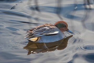 The Eurasian teal (Anas crecca)