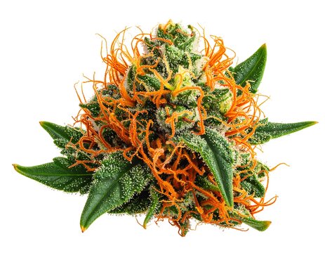 A close-up view of a vibrant, meticulously detailed cannabis bud, showcasing orange pistils, lush green leaves, and glistening trichomes