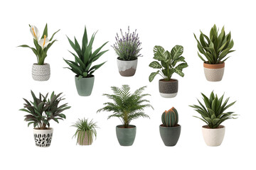 Fototapeta premium Decorative Botanical Flower & Greenery Bundle PNG - 1