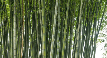 Fototapeta premium Tall bamboo forest under clear sky