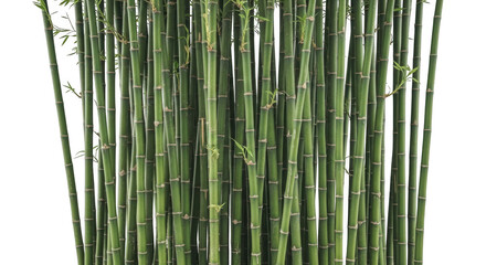 Fototapeta premium Tall green bamboo stalks