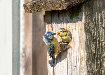 Blue tit feeding her chick  a caterpillar at the nestbox © Maria