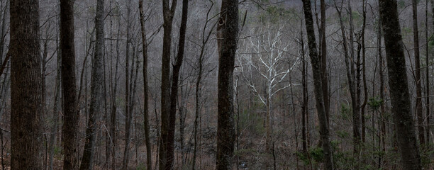 Obraz premium American sycamore tree (Platanus occidentalis) standing out among other trees in a forest in the Blue Ridge Mountains in winter.