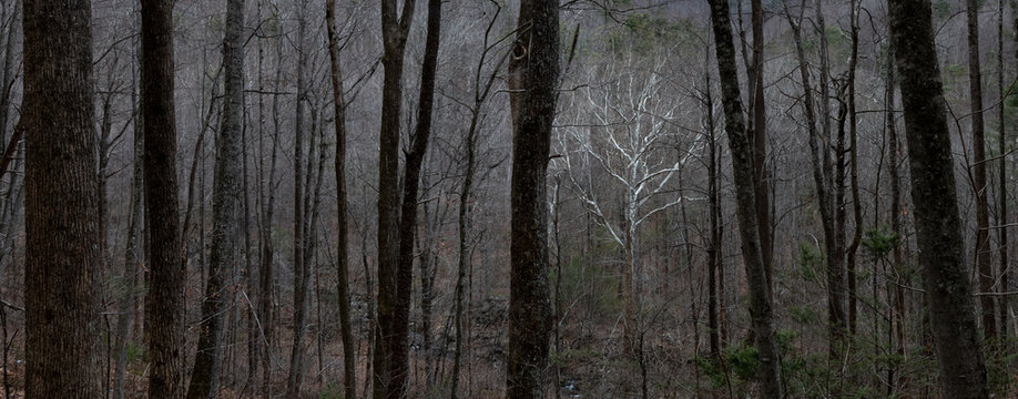 American sycamore tree (Platanus occidentalis) standing out among other trees in a forest in the Blue Ridge Mountains in winter.