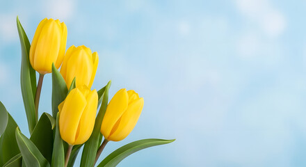 Vibrant yellow tulips for mother's day © SAKIABEGUM