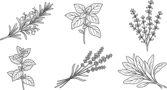 Botanical line art herb garden collection vector illustration