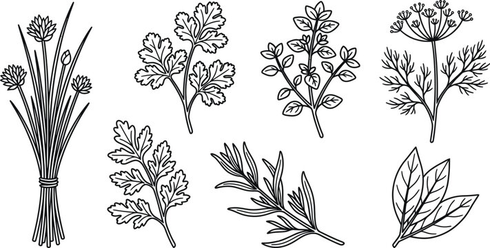 Botanical line art herb garden collection vector illustration