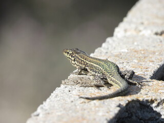 Obraz premium Ibiza Wall Lizard (Podarcis pityusensis) on a wall