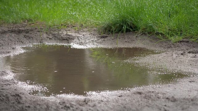 Clear rain puddle on a muddy path next to vibrant green grass with dew drops after a spring