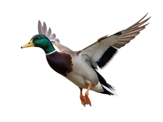 Fototapeta premium A duck soaring through the air with its wings extended