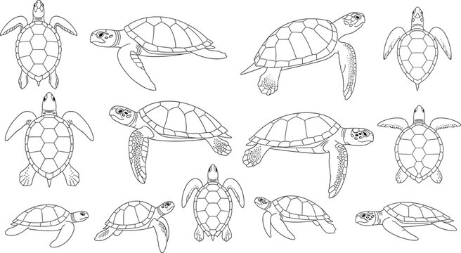 Hand Drawn Sea Turtle Line Art Vector Set with Multiple Swimming Views for Marine Wildlife Illustration, Education, Coloring, and Nature Design Projects