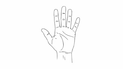 Obraz premium Line Drawing of a Human Hand Showing Five Fingers.