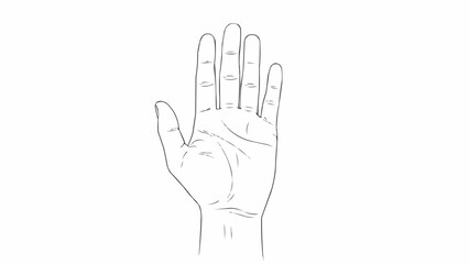 Fototapeta premium Detailed line drawing of an open human hand showing palm lines.