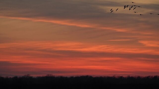  Flock of  birds flying in the beautiful red cloud  sunset sky