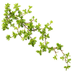 Delicate green creeping plant with small leaves, natural foliage, isolated on transparent background
