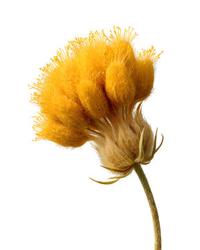 Golden Fleece Flower bud with fuzzy texture, macro detail, isolated on transparent background