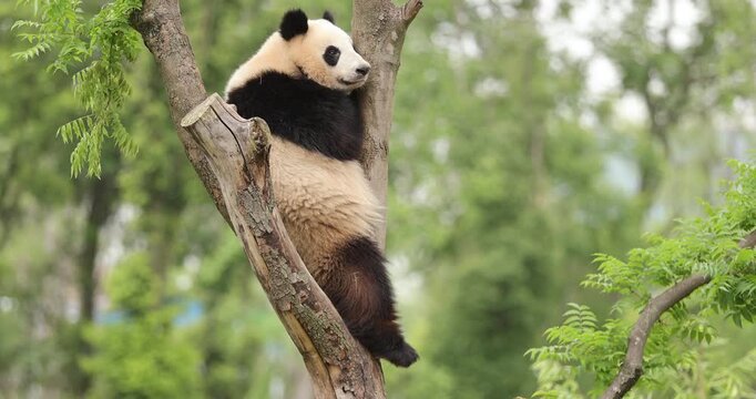 Giant panda baby on the tree