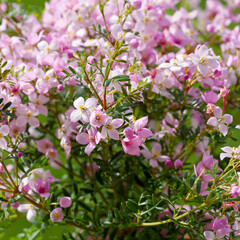 Attractive plant of Sticky Boronia (Boronia anemonifolia) with strongly scented dark green pinnate and elliptic leaves and star shaped pink and white flowers create an eye-catching display

