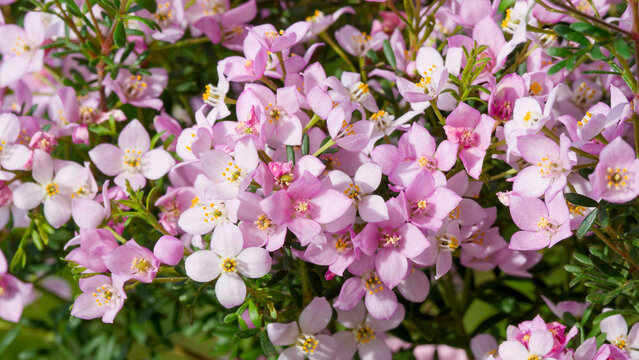 Boronia anemonifolia (Narrow-leaved boronia) plant. Beautiful clusters of star-shaped flowers, white to pale pink, in the axils of petiolate, pinnate, ovate and lobed dark green leaves
