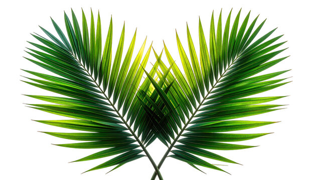 Symmetrical close-up of two lush, green palm fronds, radiating natural light