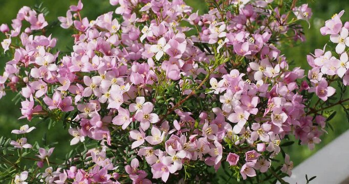 Boronia anemonifolia | Narrow-leaved boronia - Sticky boronia. Abundant and attractive flowering in a pot of white and pink starry flowers in dense green foliage
