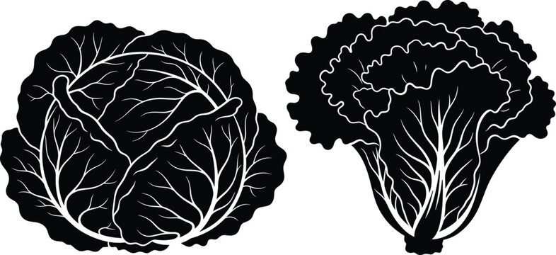 Black and white silhouette icons of cabbage and lettuce with detailed leaf textures for botanical and food visuals