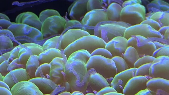 Glowing hammer coral gently swaying in aquarium water