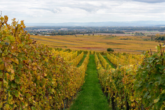 France, Alsace, automn vineyards around the village of Riquewihr in autumn.	

